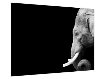 Glasbild - Elefant