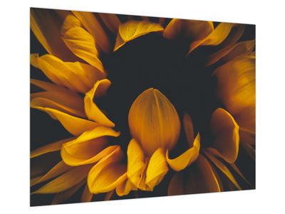 Glasbild - Sonnenblumen auf schwarzem Hintergrund