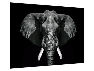 Glasbild - Elefant auf schwarzem Hintergrund