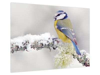 Tablou pe sticlă - Tit albastru în pădure