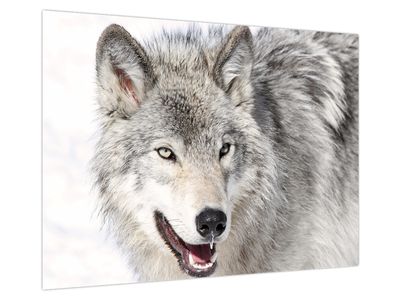 Glasbild - Wolf in der Natur