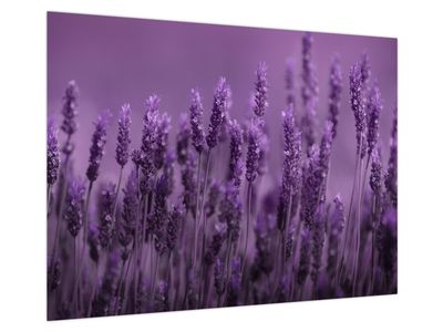 Glasbild - Lavendel