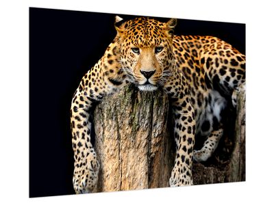 Glasbild - Gepard