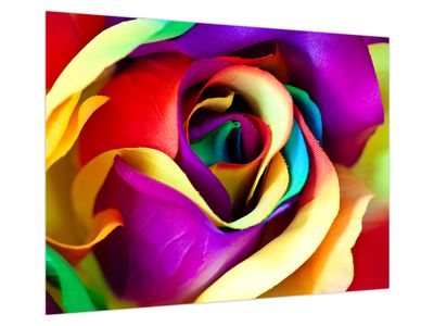 Glasbild - Bunte Rose