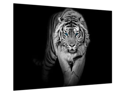 Glasbild - Tiger mit blauen Augen