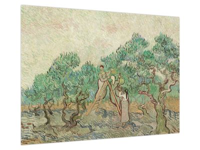 Skleněný obraz - Vincent van Gogh, The Olive Orchard, reprodukce