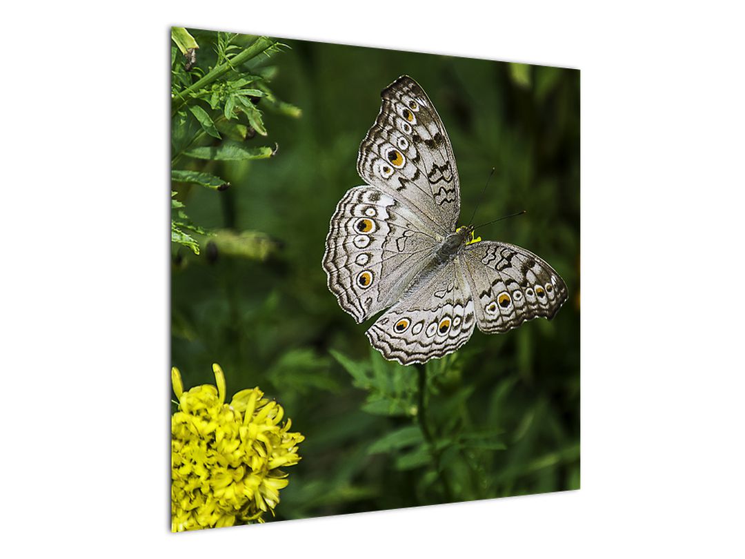 Obraz - bílý motýl (V020576V7070)