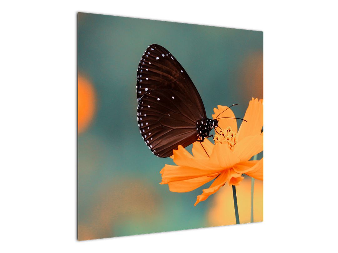 Obraz - motýl na oranžové květině (V020577V7070)