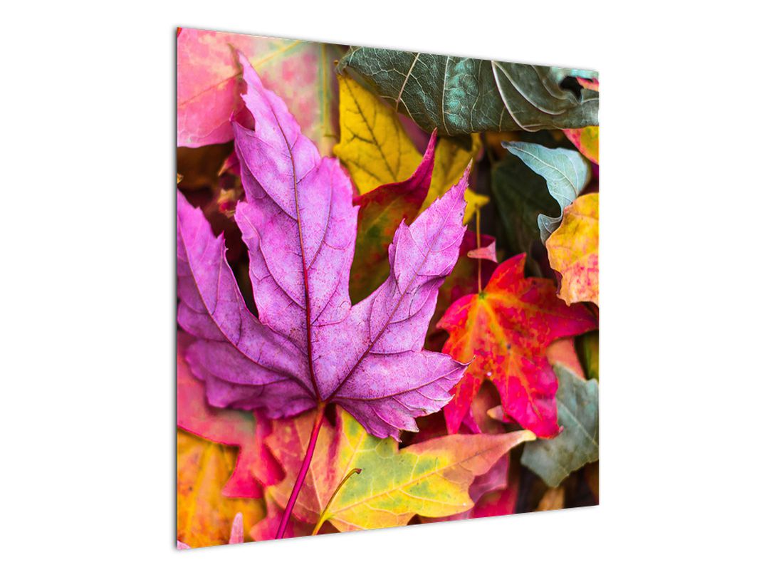 Obraz - podzimní listy (V020629V7070)