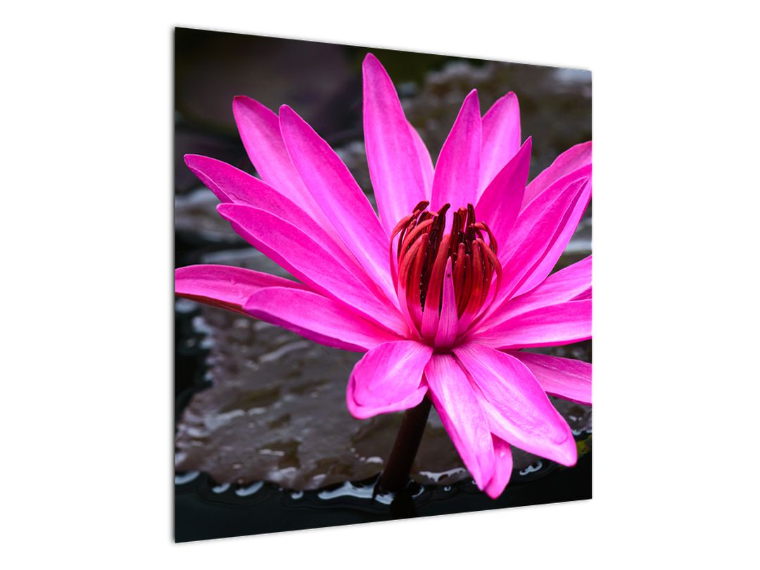 Obraz - růžový květ (V020636V7070)