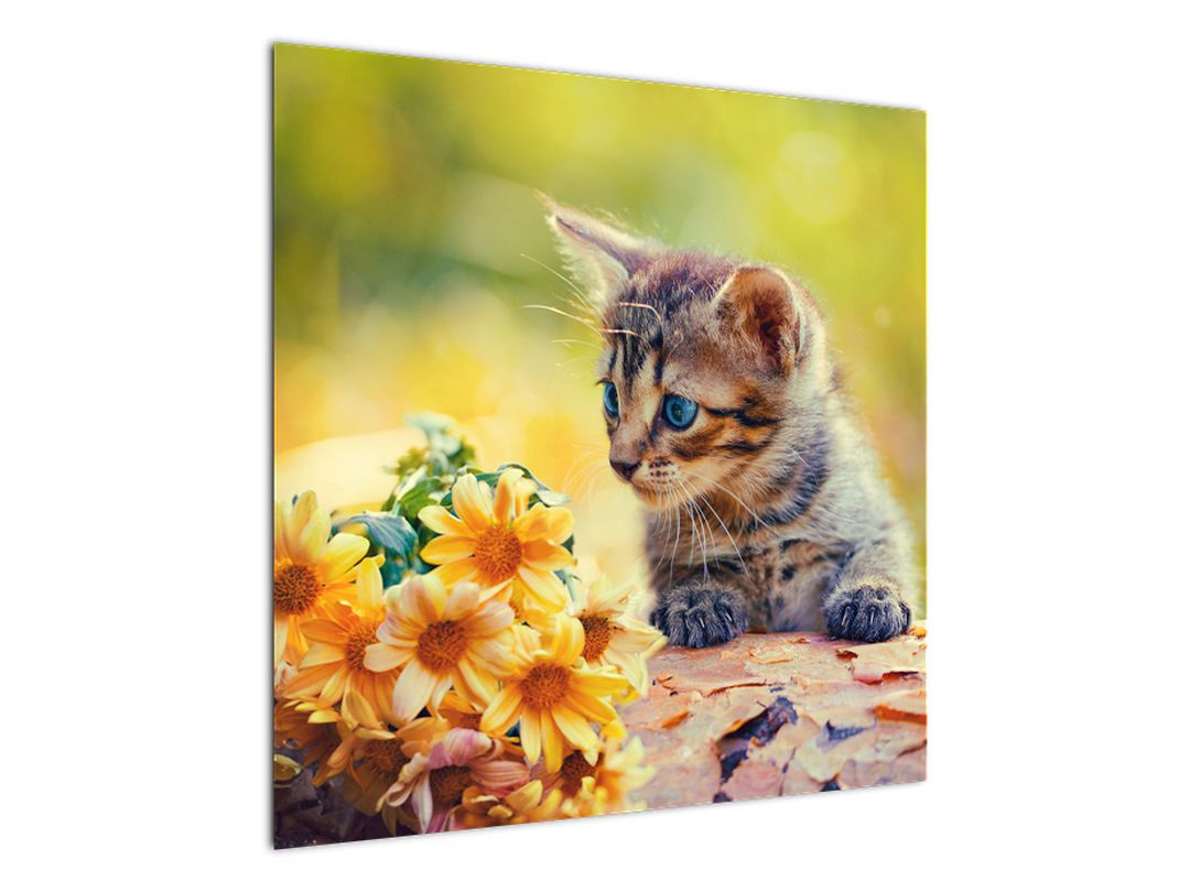 Obraz koťátka dívající se na květinu (V020943V7070)