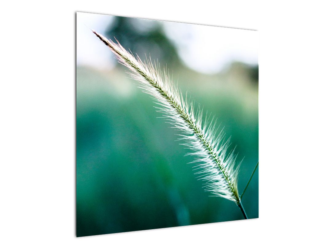 Obraz stébla trávy (V020962V7070)