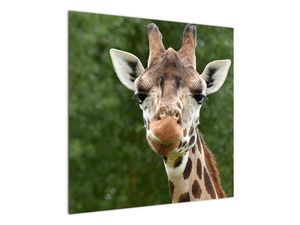 Slika žirafe