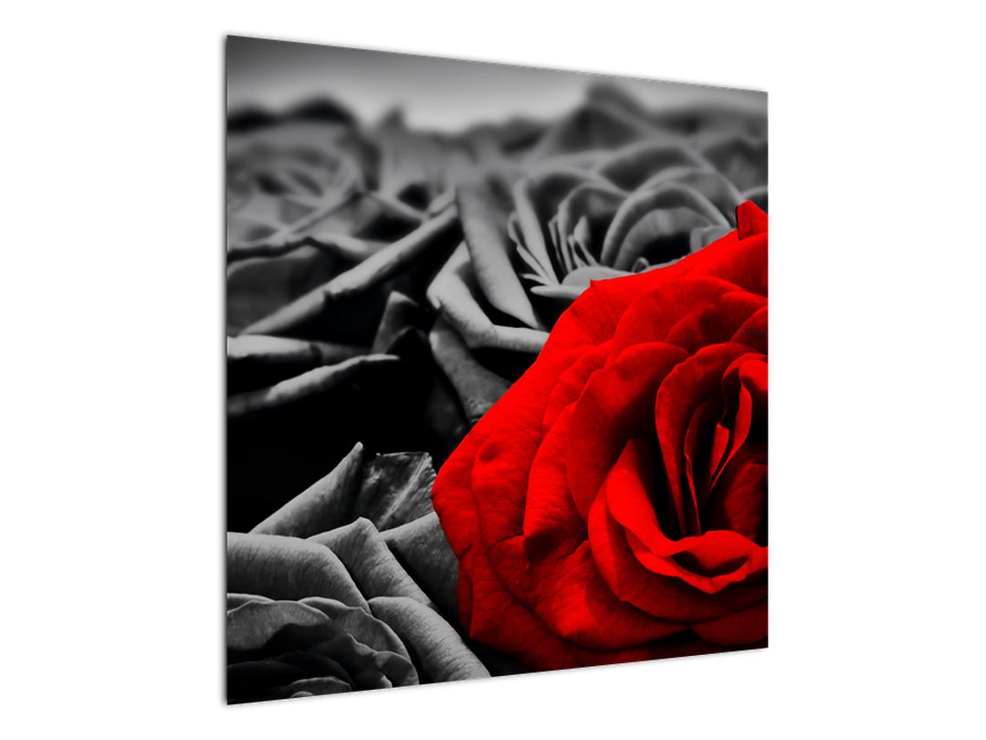 Tablou - Flori de trandafir (V021975V7070)