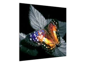 Slika metulja