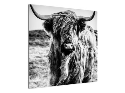 Tablou - Highland - vacă scoțiană