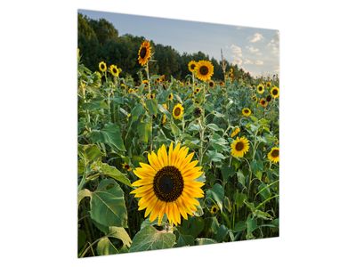 Obraz - Sunflower Field II.