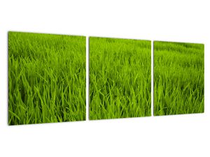 Obraz trávy