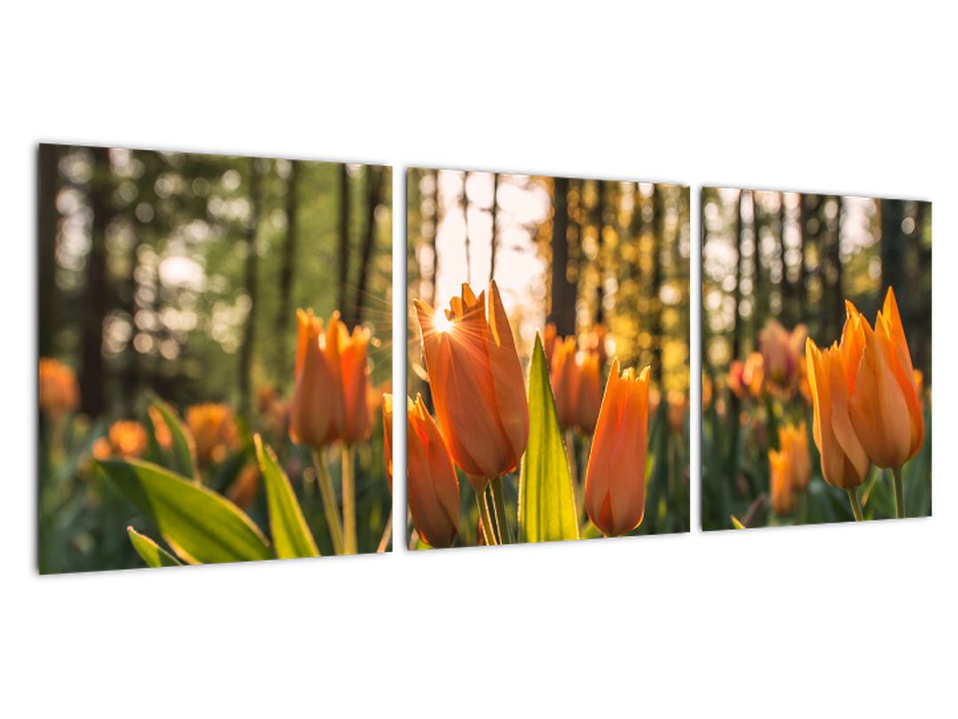 Obraz - oranžové tulipány (V020552V9030)