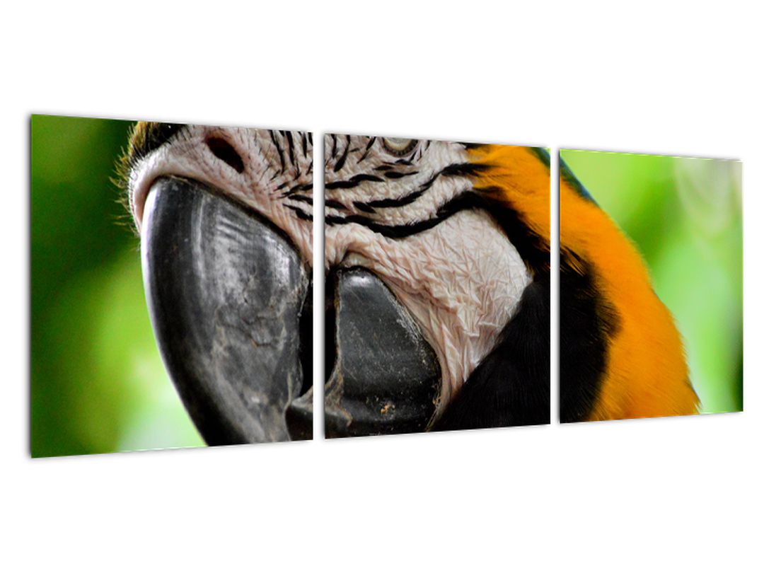 Obraz papouška (V020561V9030)