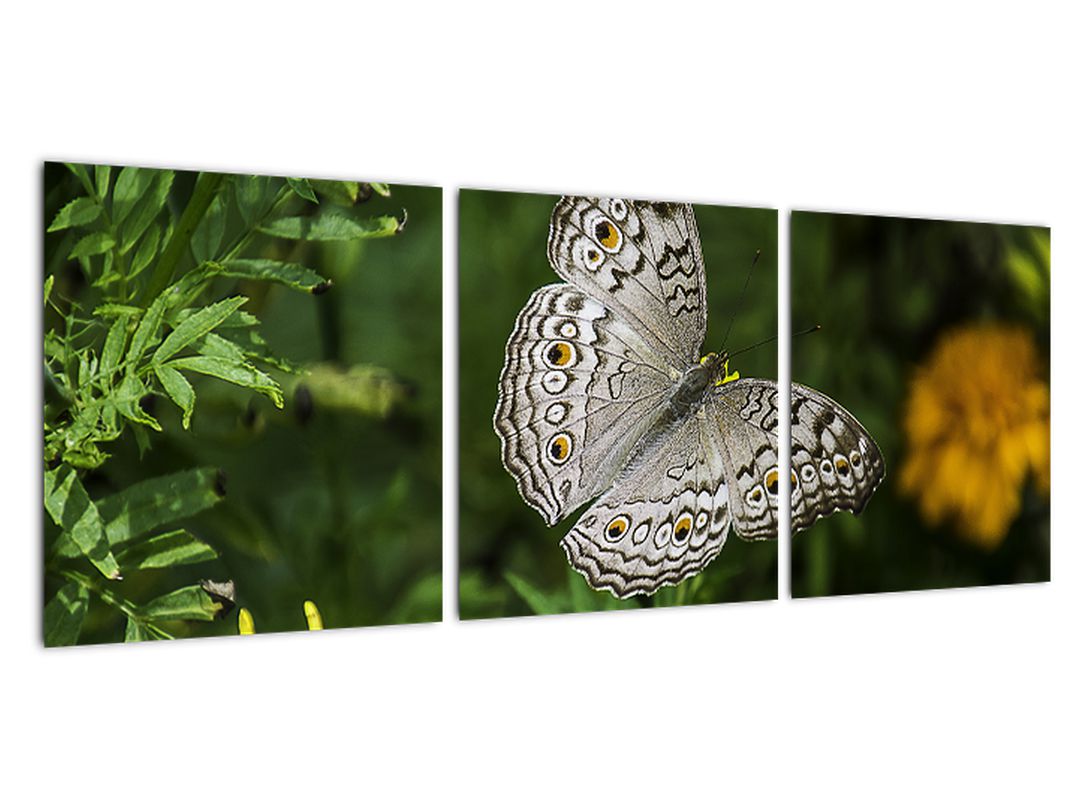 Obraz - bílý motýl (V020576V9030)