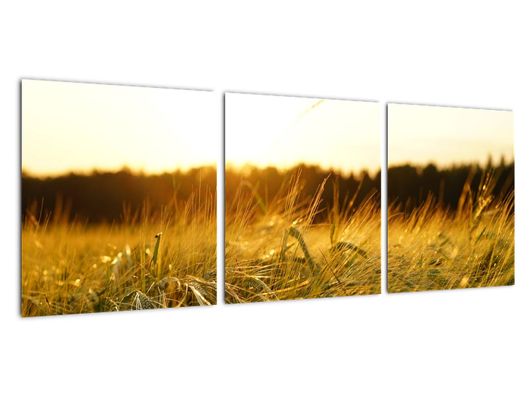 Obraz orosené trávy (V020584V9030)