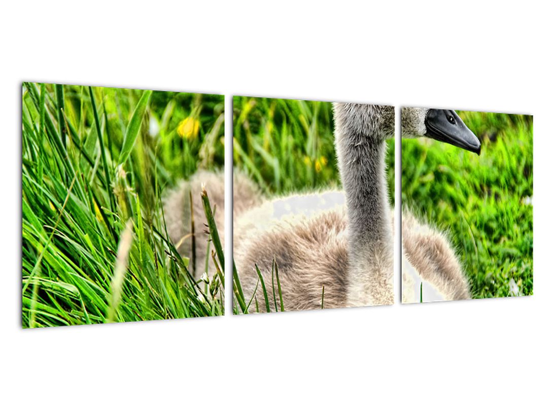 Obraz - malá labuť v trávě (V020585V9030)
