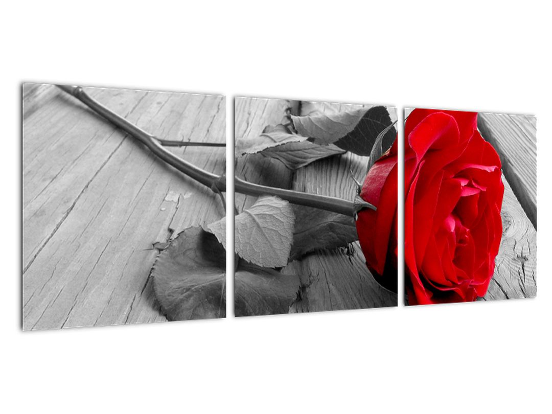 Obraz rudé růže (V022288V9030)
