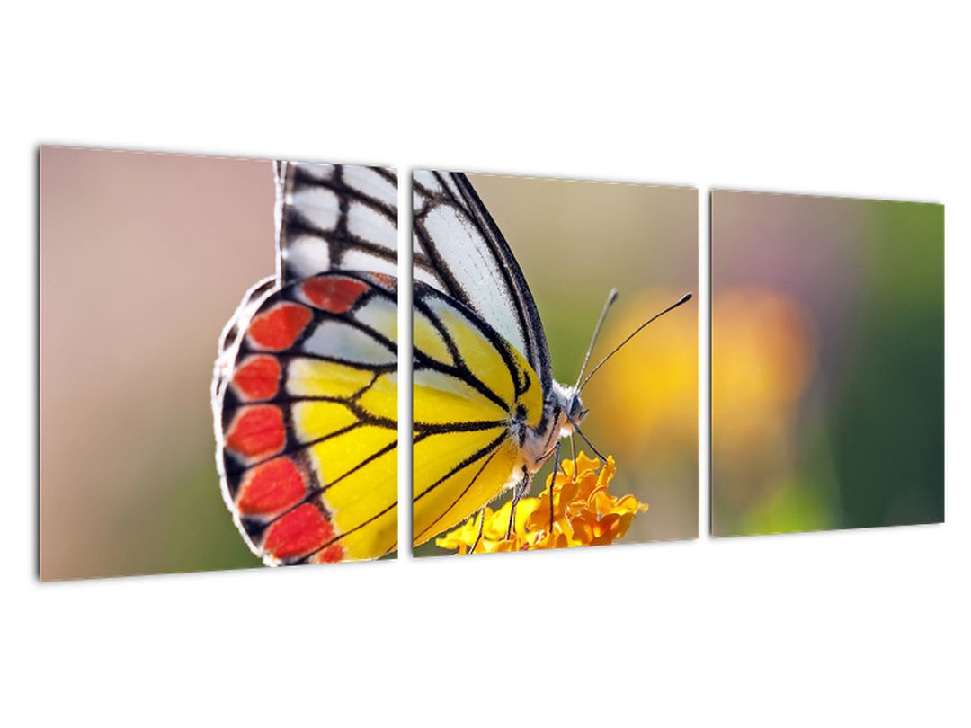 Obraz motýla na květu (V022330V9030)