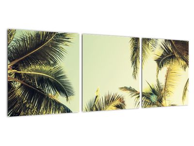 Obraz z palmami kokosowymi