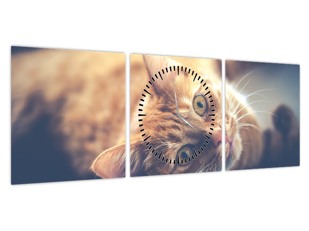 Obraz kočky na podlaze (s hodinami) (V022592V9030C)