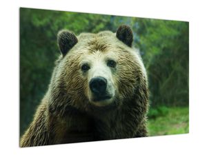 Obraz medvěda
