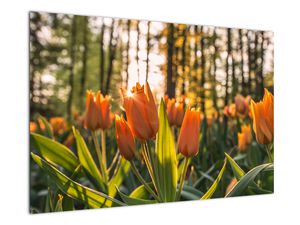 Obraz - květy tulipánů