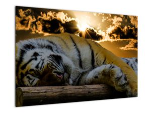 Obraz spícího tygra