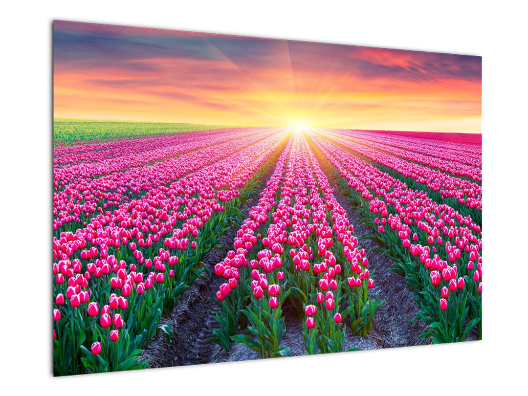 Obraz pole tulipánů se sluncem (V020554V9060)