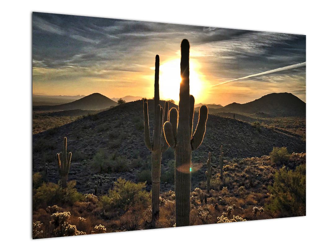 Obraz - kaktusy ve slunci (V020560V9060)