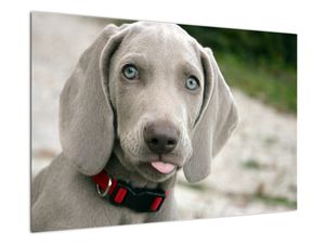 Tablou - cățeluș weimaraner