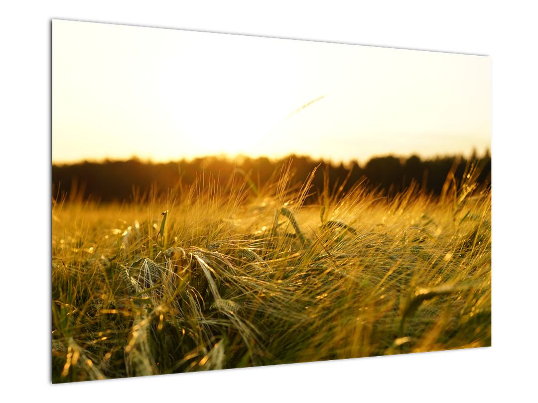 Obraz orosené trávy (V020584V9060)