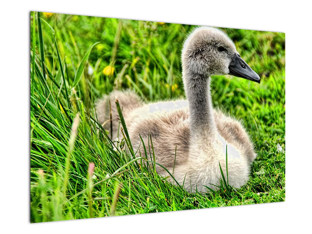 Obraz - malá labuť v trávě (V020585V9060)