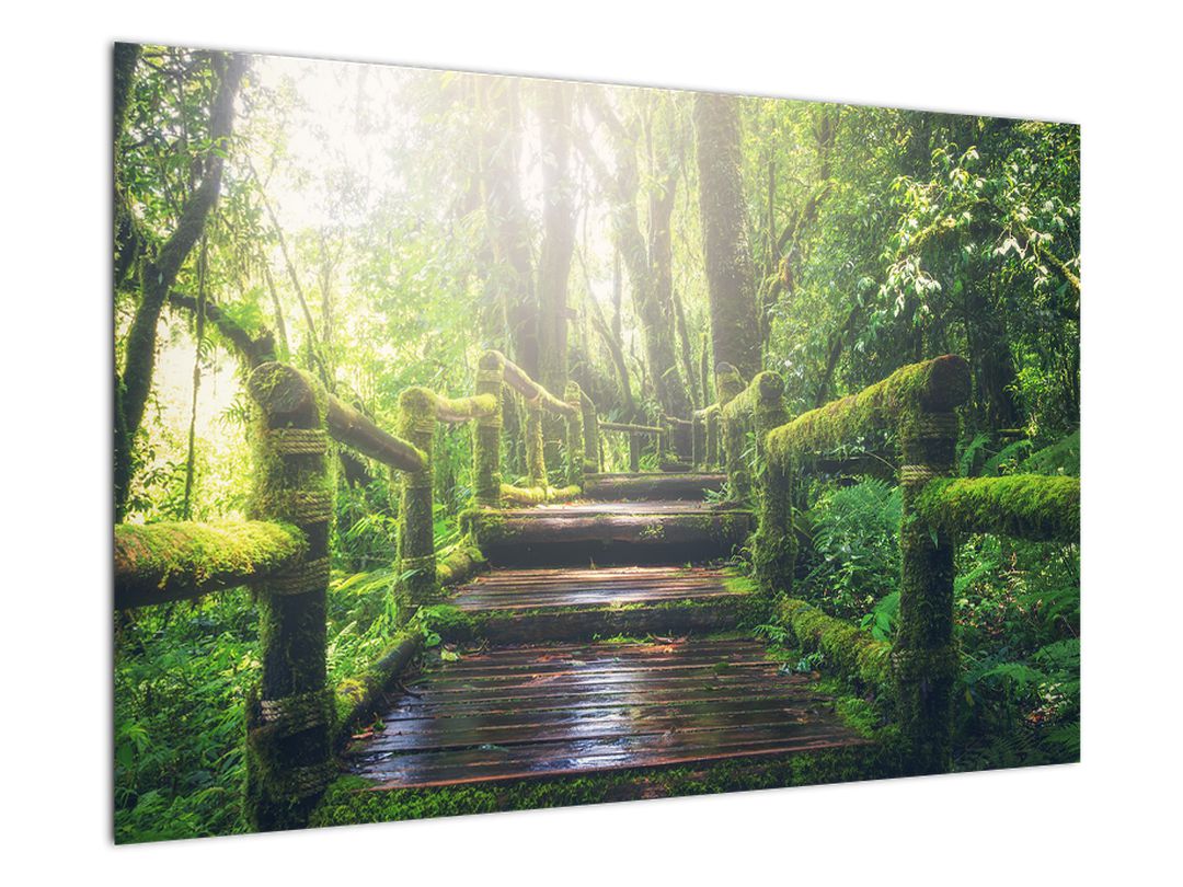 Obraz - dřevěné schody v lese (V020593V9060)