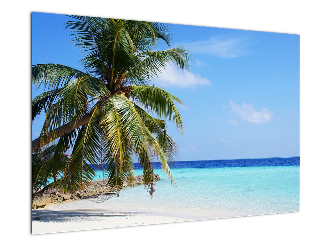 Obraz palmy na pláži (V020612V9060)