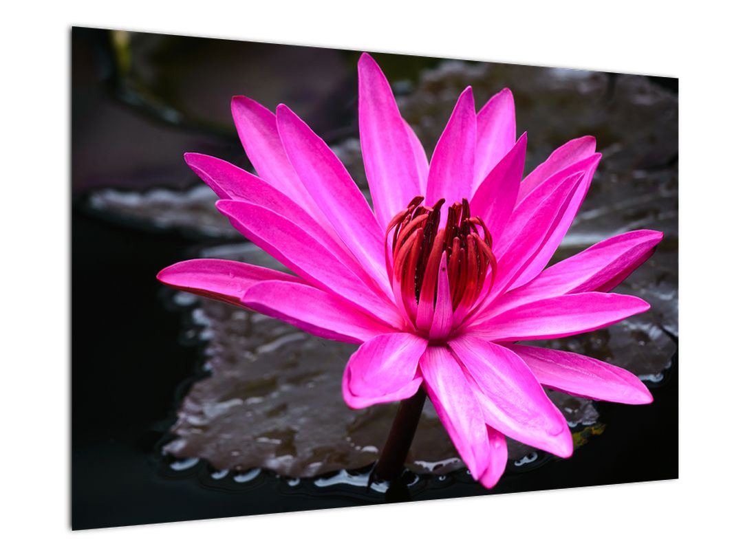 Obraz - růžový květ (V020636V9060)