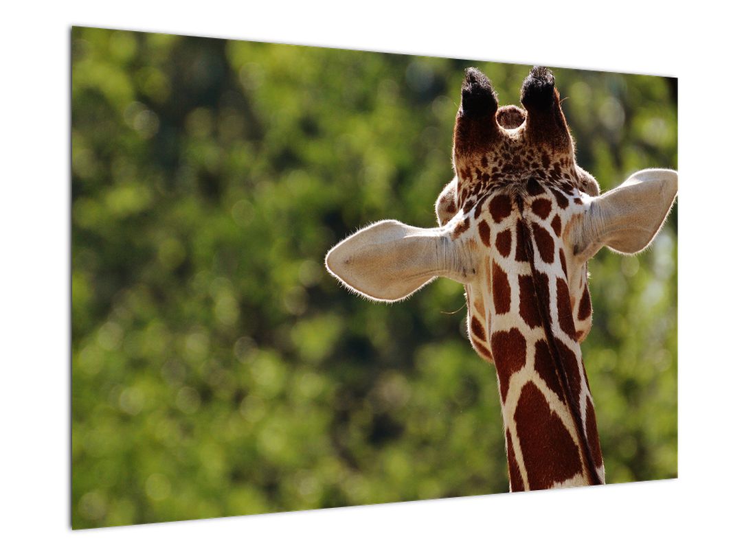 Obraz žirafy zezadu (V020638V9060)