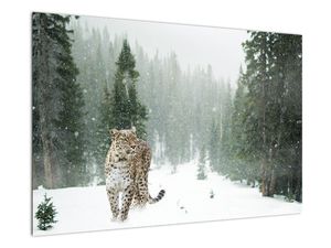 Slika leoparda v snegu
