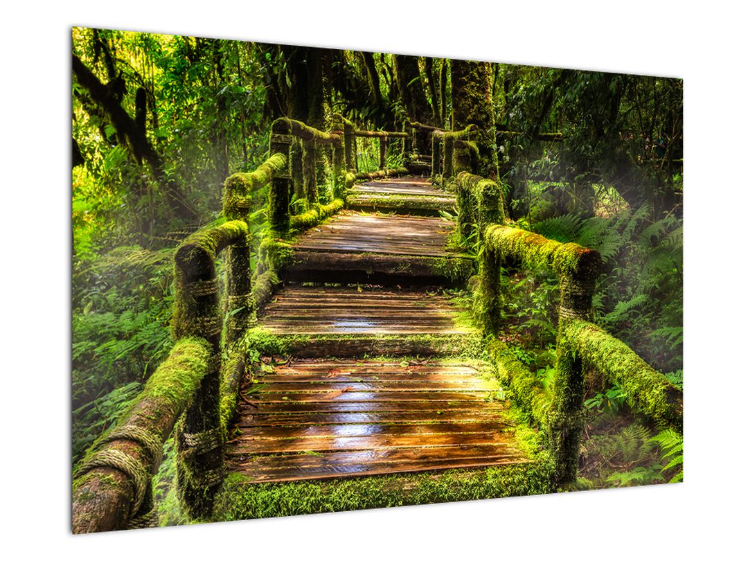 Obraz schodů v deštném pralese (V020941V9060)