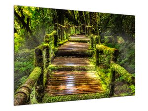 Schilderij - Trap in regenwoud
