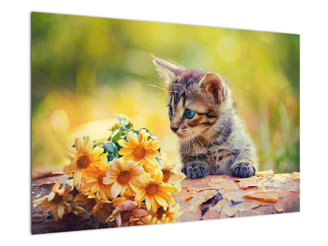 Obraz koťátka dívající se na květinu (V020943V9060)