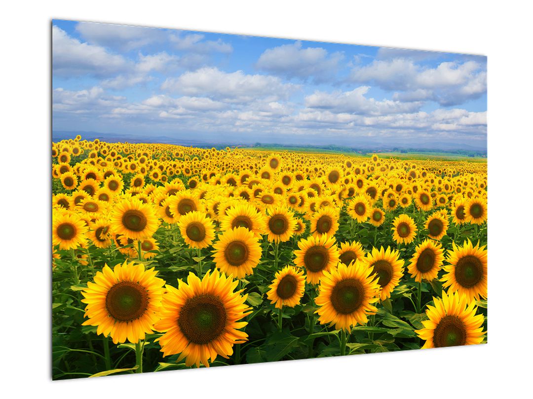 Obraz slunečnicového pole (V020946V9060)