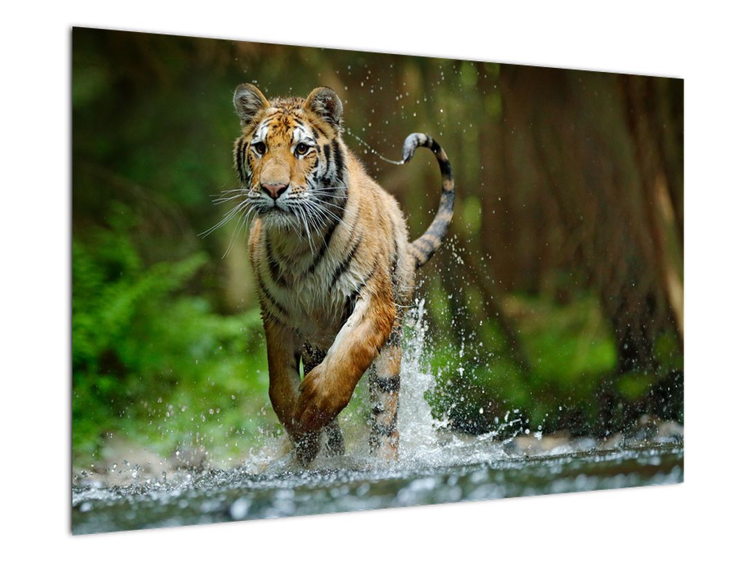 Obraz běžícího tygra (V020979V9060)
