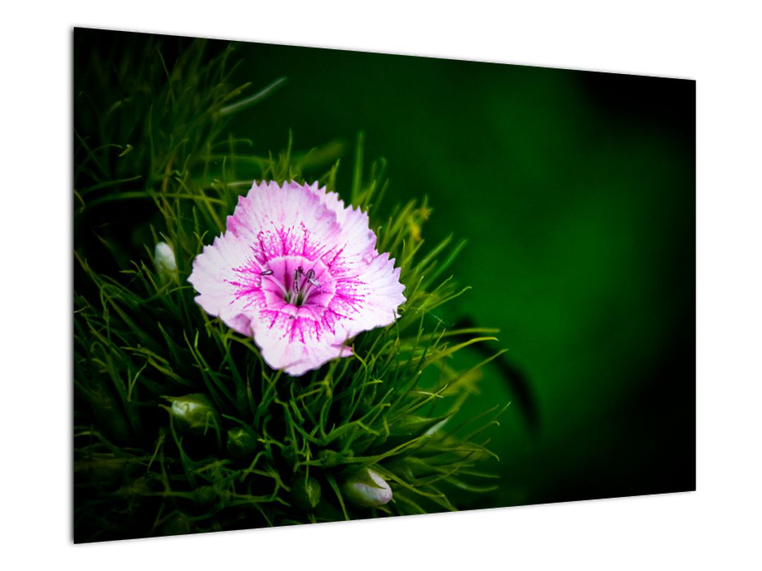 Obraz růžového květu (V020990V9060)